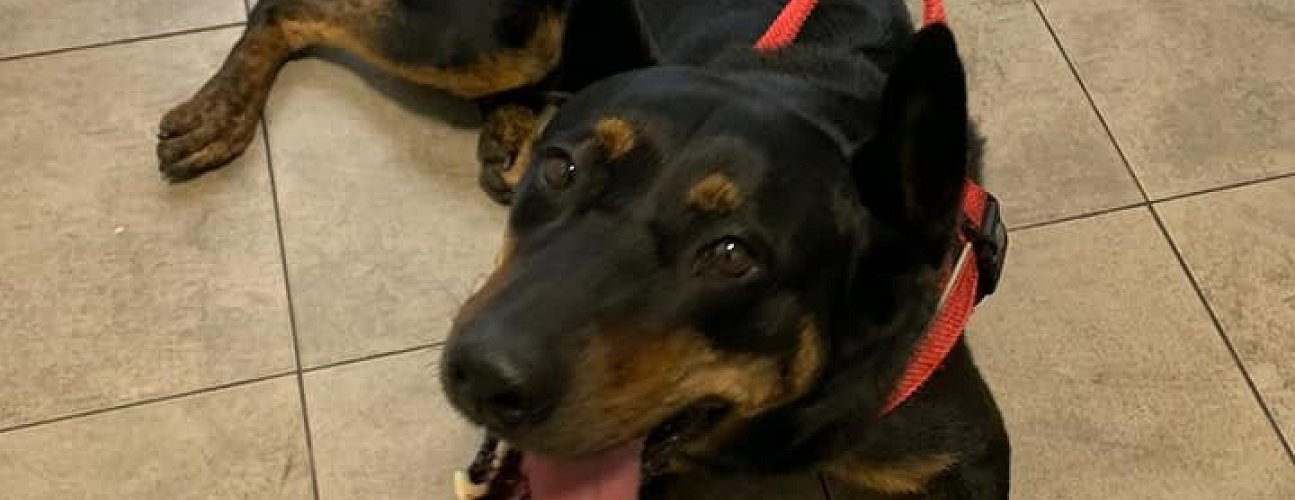 Paní veterinářka nám ukázala svou práci